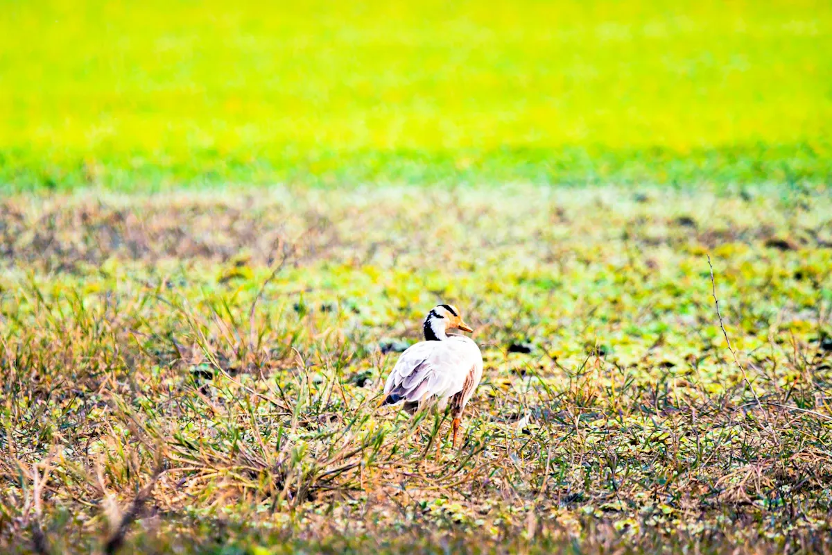 Biyoçeşitlilik ayak izi konsepti: doğal bir ekosistemde yeşil bitki örtüsü ve çeşitli canlı türleri.