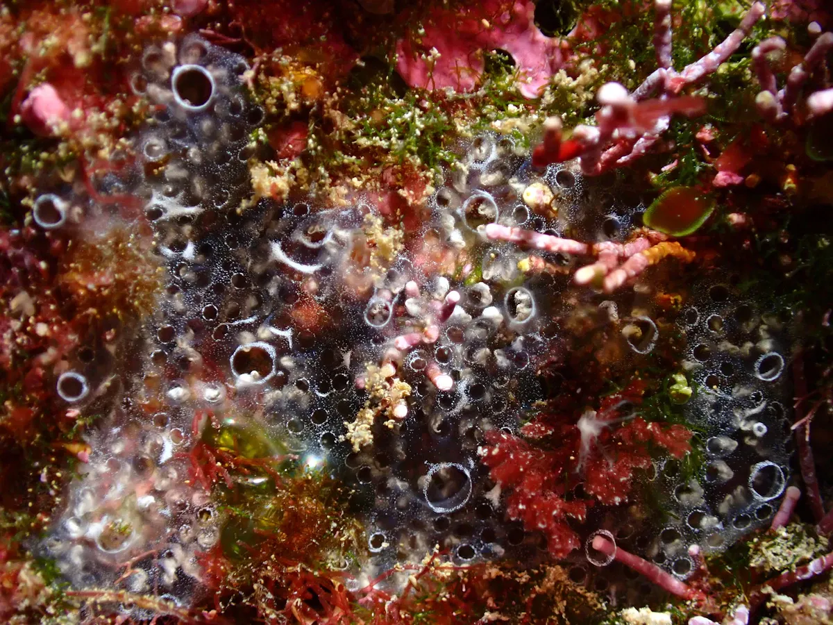 Derin okyanus tabanında keşfedilen 24 yeni tür, biyoçeşitlilik açısından büyük bir süperfamilya sürprizi yarattı.