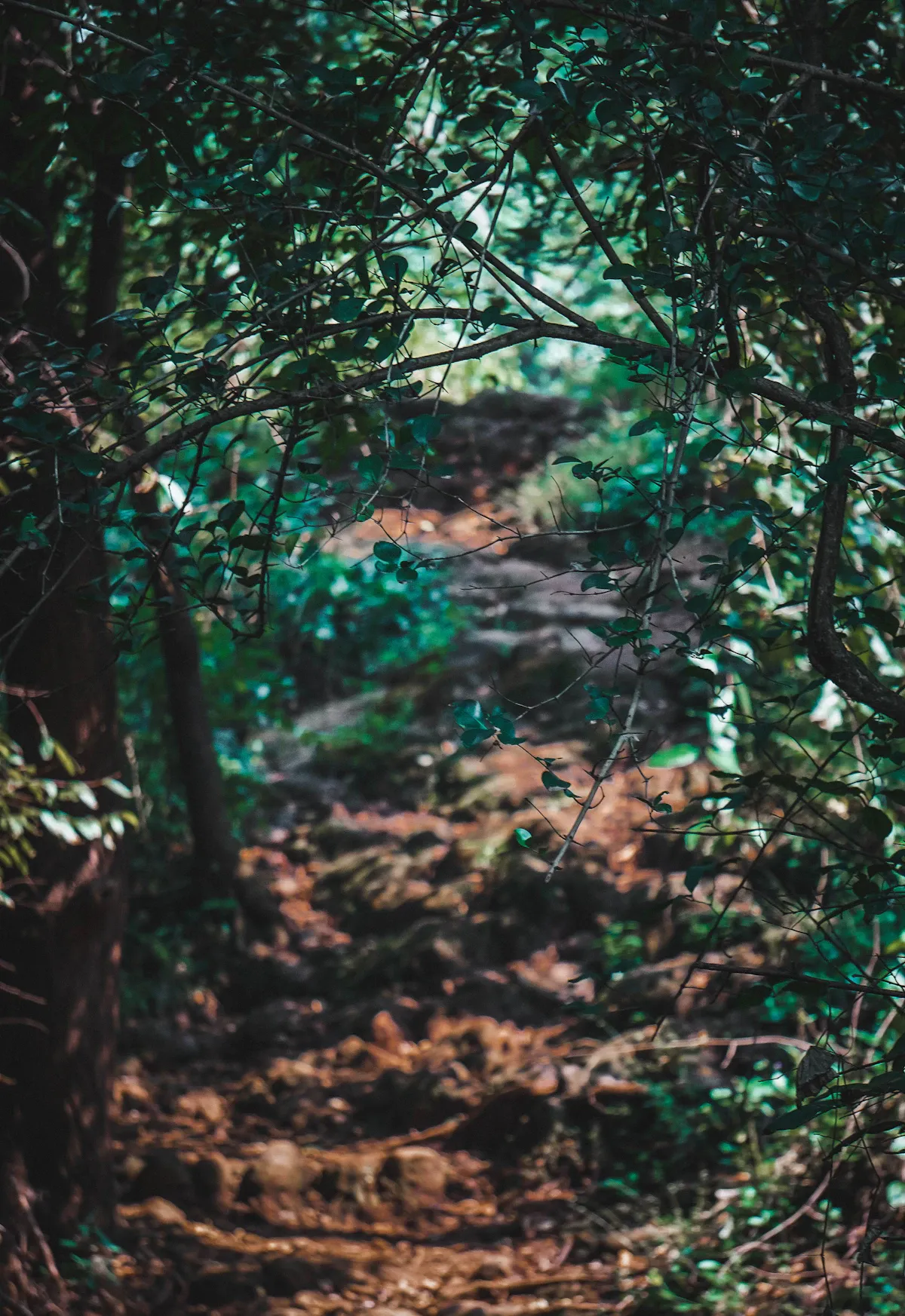Huzurlu bir orman yolu, doğanın beyin üzerindeki rahatlatıcı ve sıfırlayıcı etkisini gözler önüne seriyor.
