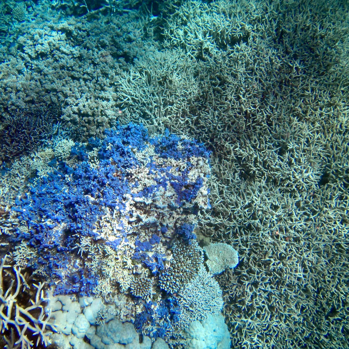 Ağarmış mercan resiflerinin denizaltı görüntüsü, küresel ısınmanın okyanuslara etkisini gösteriyor.