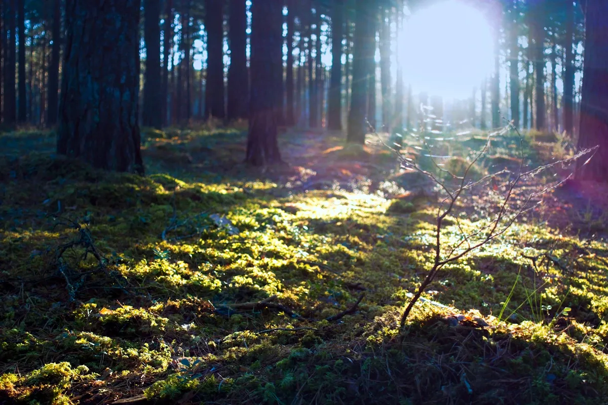 Sunlight filtering through trees on a misty forest path, ideal for forest bathing and mental clarity.