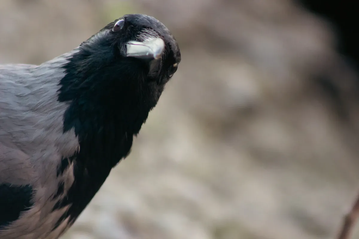 Ağaç dalında oturan bir karga, çevresini keskin gözlerle tarayarak zekâsını sergiliyor.
