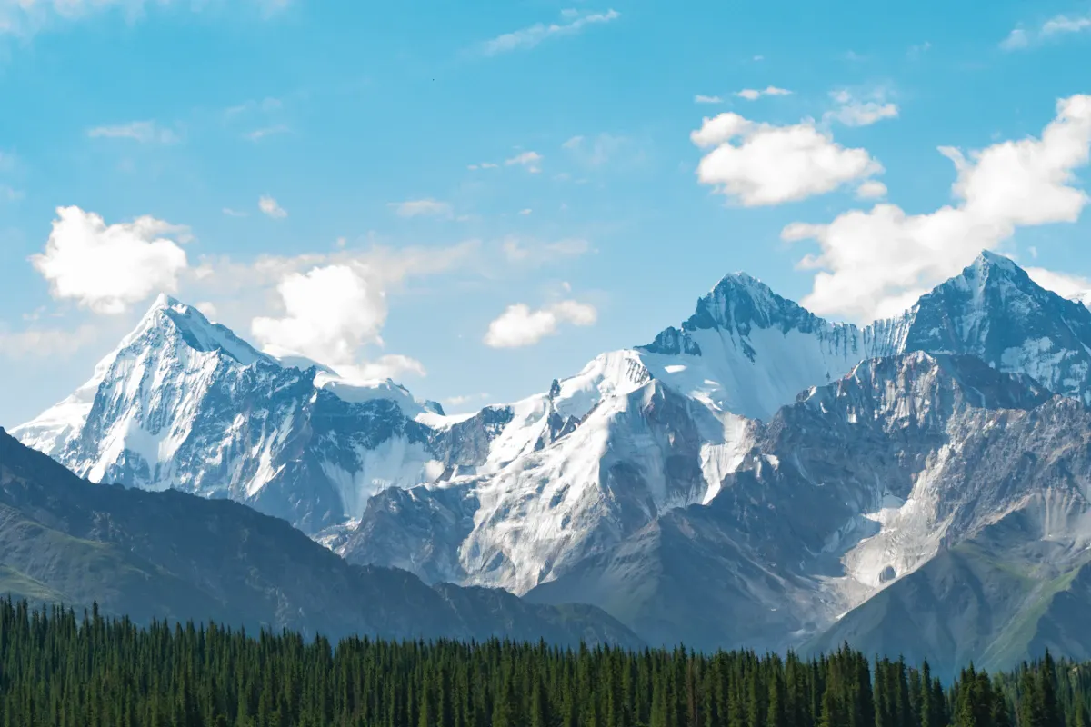 Dokunulmamış alpin ormanda iklim değişikliğinin neden olduğu kuruyan ağaçlar ve ölü yapraklar