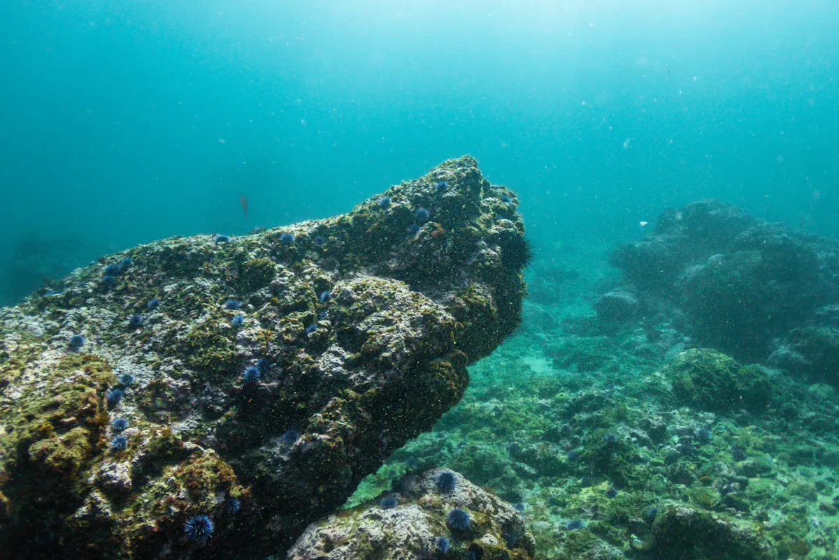 Sualtındaki kelp ormanı, yeşil yosunlarla kaplı gövdeleri ve ışığın suya süzülüşüyle iklim krizine karşı doğal bir çözüm sunuyor.