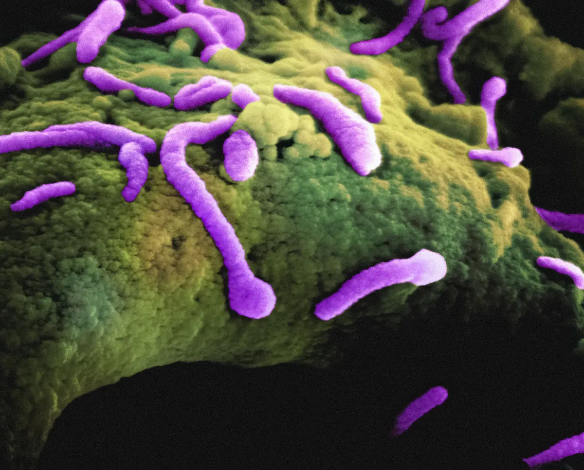 Mikrobiyom bakterilerinin renkli 3D görseli, biyoteknoloji yatırımlarını temsil ediyor.