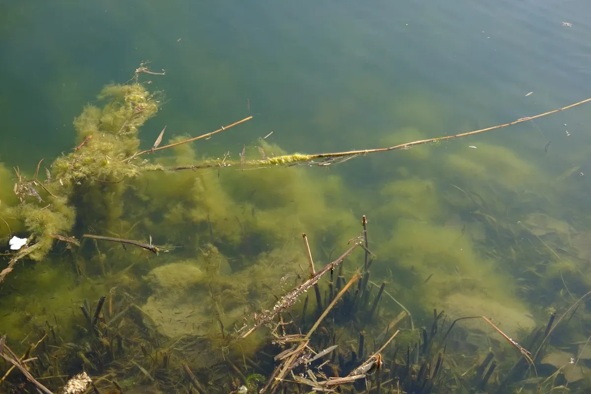 Okyanus ölü bölgelerini genişleten alg çiçeklerinin yüzeyde oluşturduğu yeşil su tabakası