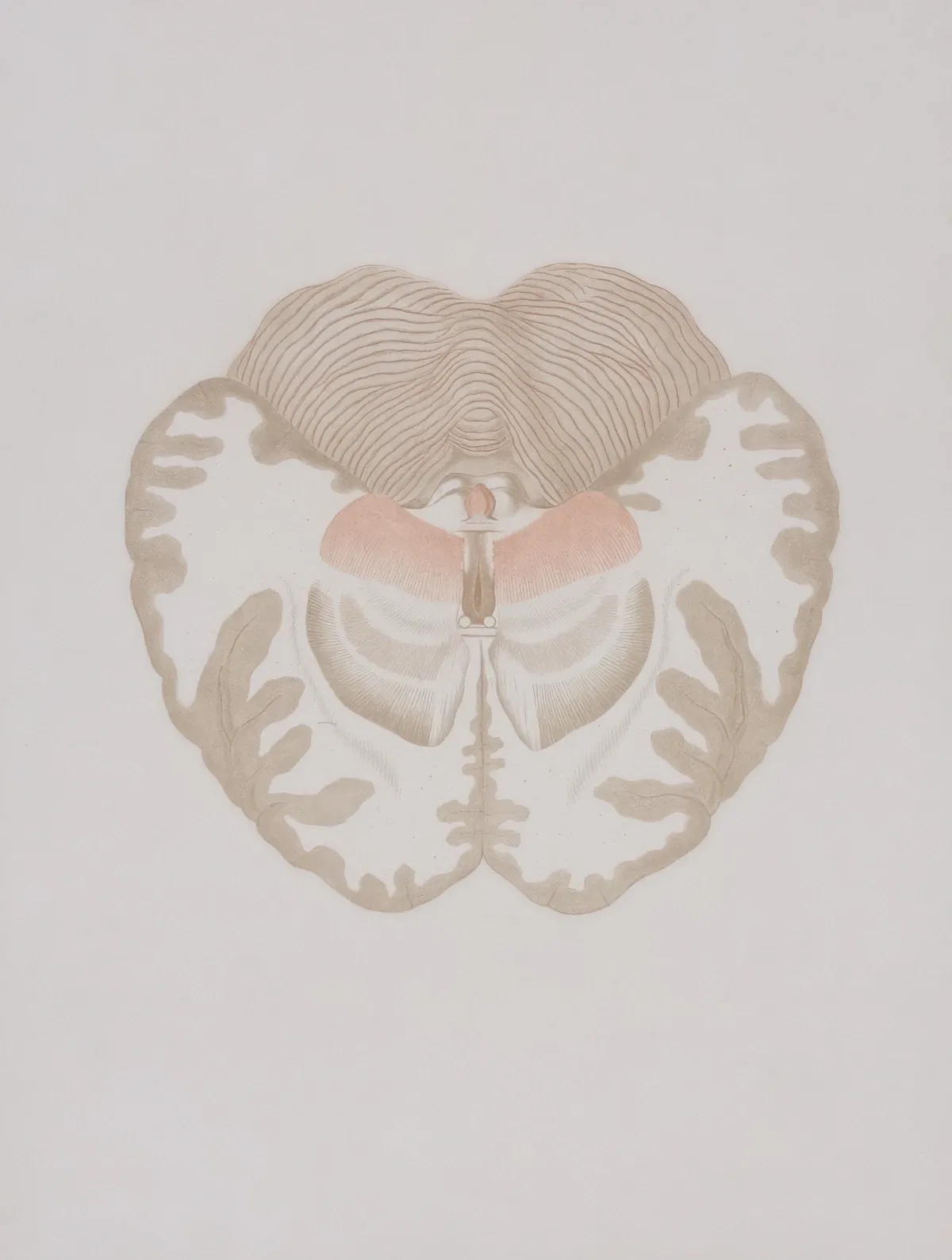 İnsan beyni anatomisi üzerinde serebellum bölgesinin korku belleğindeki rolünü gösteren detaylı görsel